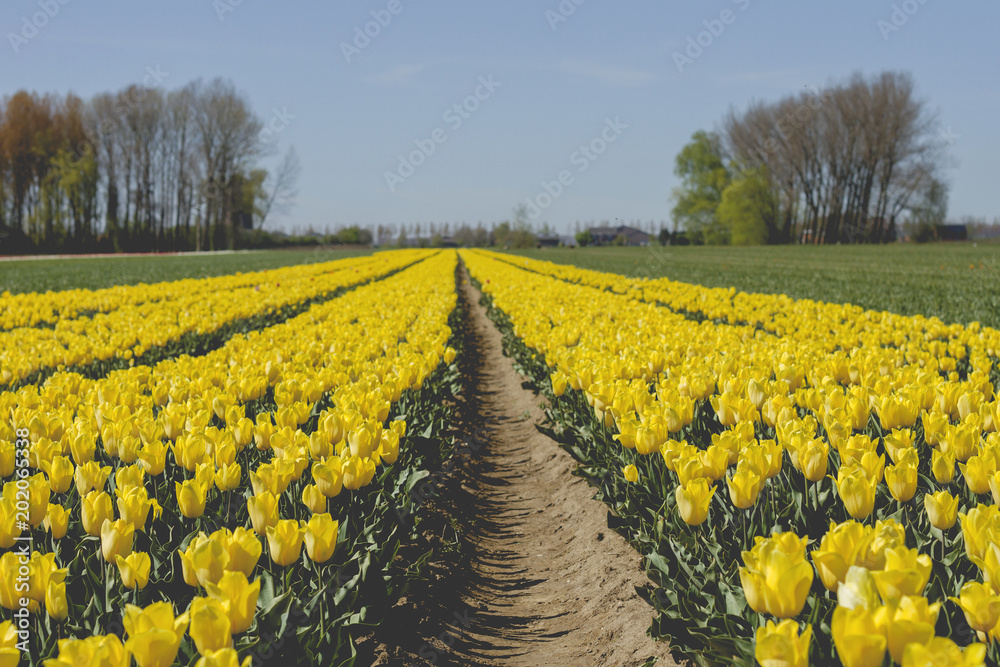 yellow tulips in the countryside