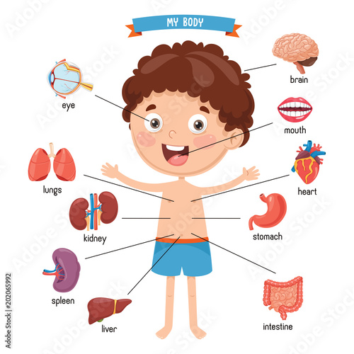 Vector Illustration Of Human Body