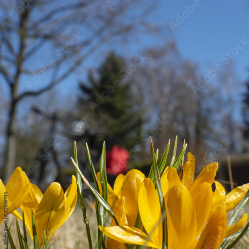 Fototapeta Naklejka Na Ścianę i Meble -  Yellow crocuses (Colchicum autumnale) with colourful blossoms with sunshine and blue sky. Unfocussed bicycle on a meadow in the background.