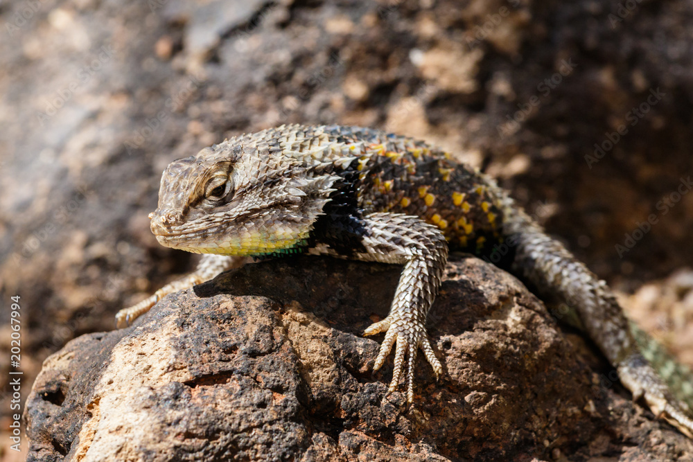 Desert Spiny Lizard sunning on a dark colored rock, with brightly colored scales, In Arizona's Sonoran desert. Desert Spiny Lizard sunning on a dark colored rock, with brightly colored scales, In Arizona's Sonoran desert.