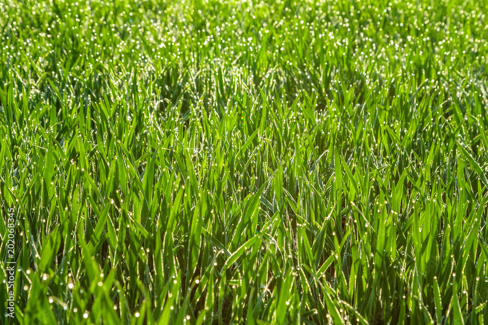 Fresh green grass with dew drops close up. Nature Background. Fresh green grass with dew drops close up. Nature Background.