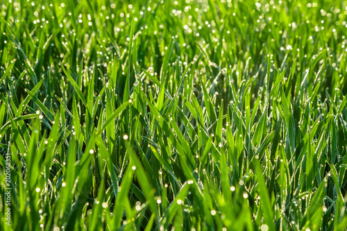 Fresh green grass with dew drops close up. Nature Background.