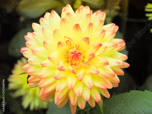 Fototapeta Naklejka Na Ścianę i Meble -  Beautiful Yellow Dahlia Flower in garden. Chinese Flower. Close up and selective focus