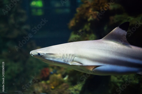 Blacktip Reef sharks swimming in tropical waters over coral reef