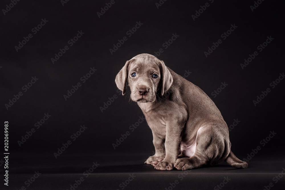 Black weimaraner puppies shop