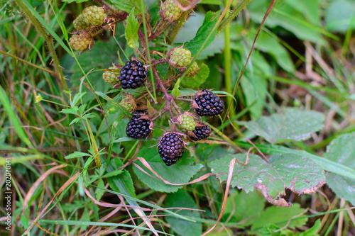 Wild plant blackberry natural environment in the forest
