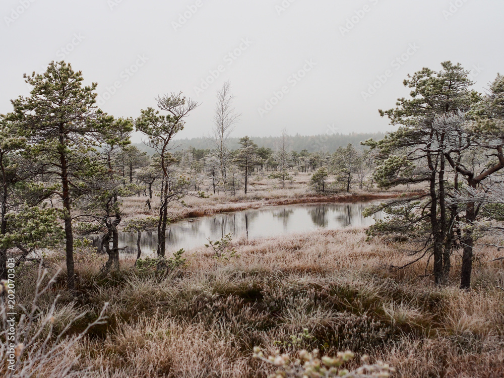 Pine Trees in Field of Kemeri moor in Latvia with a Pond inbetween of them