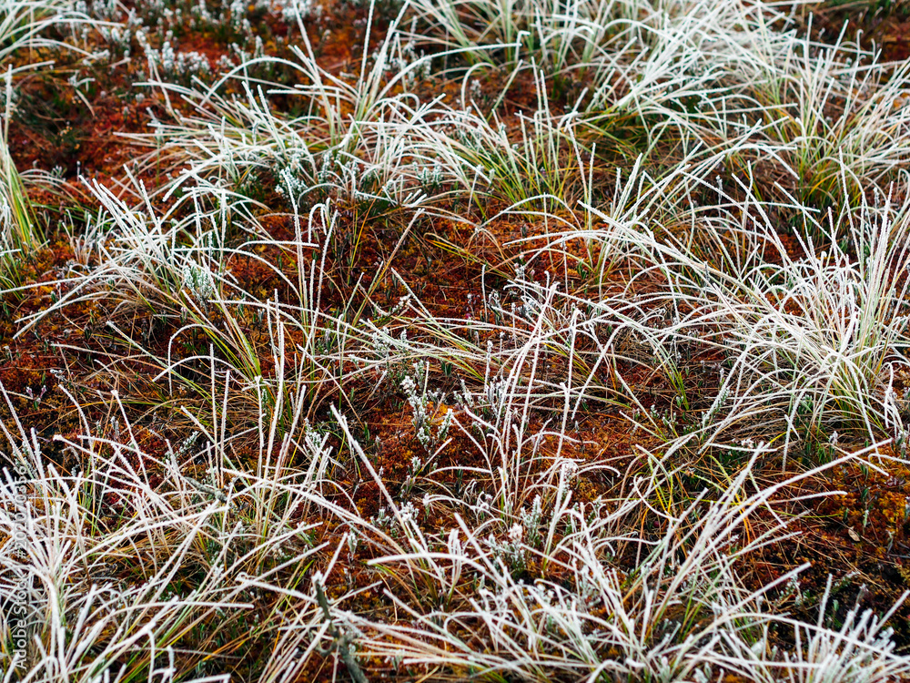 Frozen Grass Stalks in Field of Kemeri moor in Latvia Frozen Grass Stalks in Field of Kemeri moor in Latvia