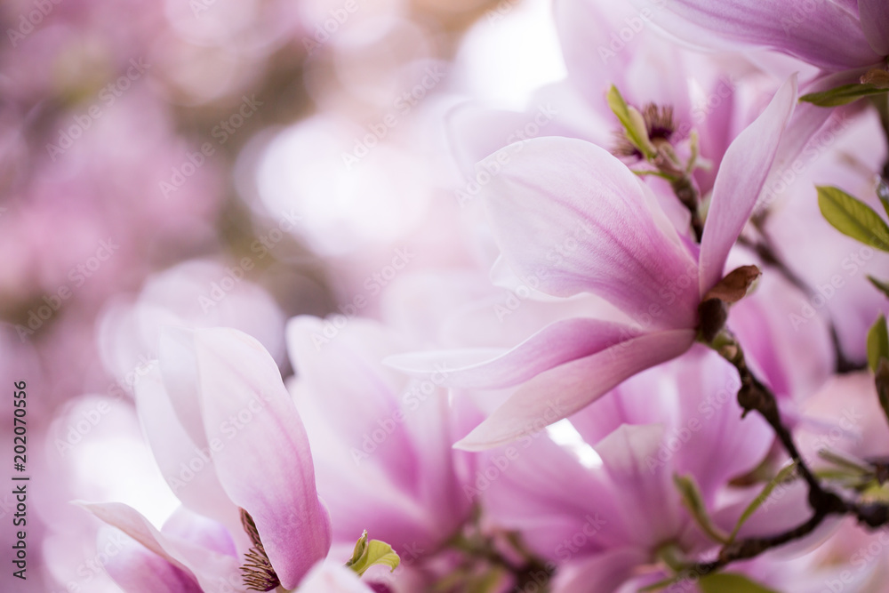 Fototapeta Piękny kwitnący kwiat magnolii na ogromnym drzewie magnolii (obraz w stonowanym kolorze)