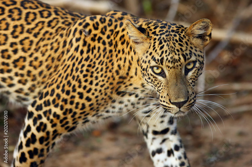 The Sri Lankan leopard (Panthera pardus kotiya), female portait of wild leopard photo