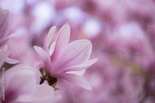 Lovely blossoming magnolia bloom on the huge magnolia tree  color toned image 