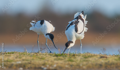 Couple of Pied avocets (Recurvirostra avosetta). Kinburn peninsula, Ukraine