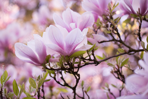 Lovely blossoming magnolia bloom on the huge magnolia tree (color toned image)