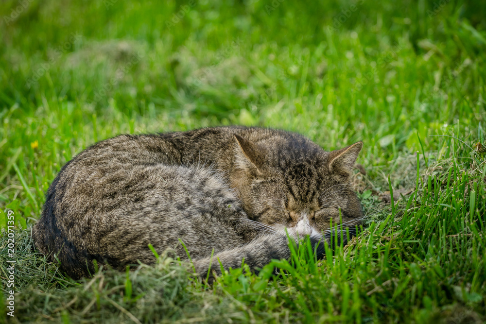 Multicolored cat enjoying spring on green grass. Cat sleep on green grass