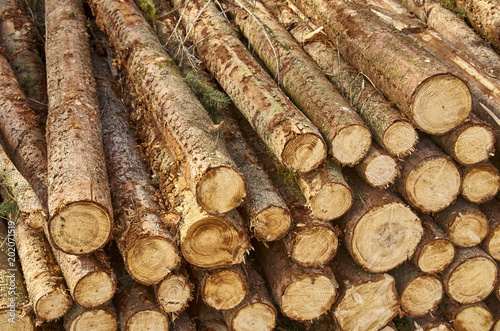 trunks of a log tree.  logging