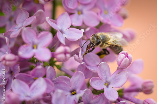 Macro close up of Bee collecting pollen on Lilac blossoms