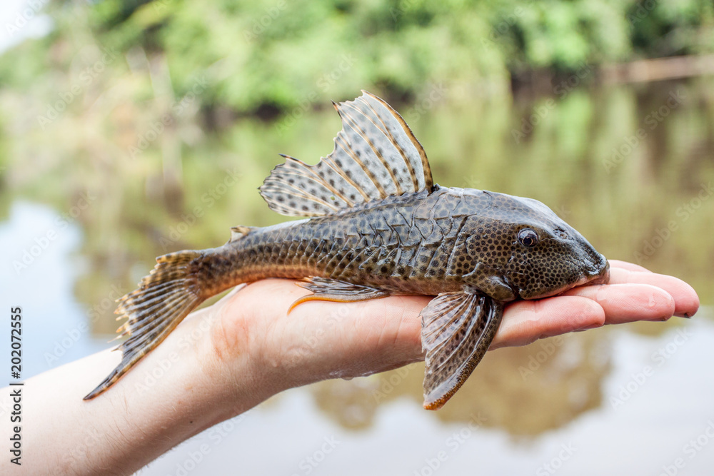 Wildfang Antennenwels auf einer Handfläche aus dem Amazonas Wildfang Antennenwels auf einer Handfläche aus dem Amazonas