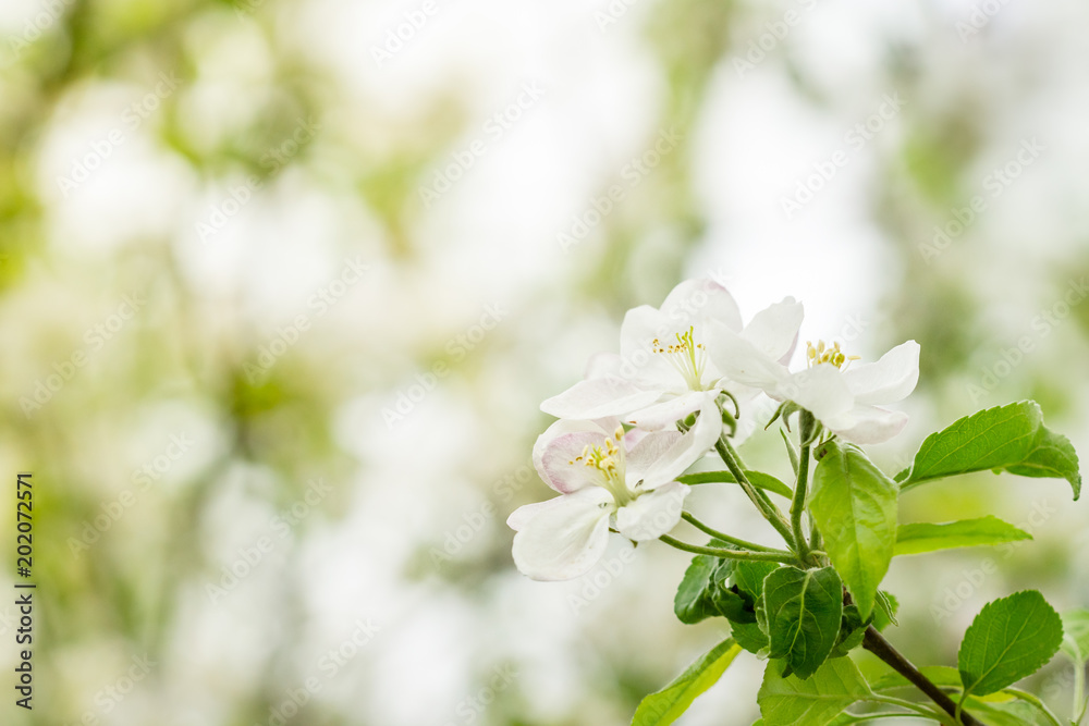 Close up of white flowers of apple tree and blurred tree branches in background