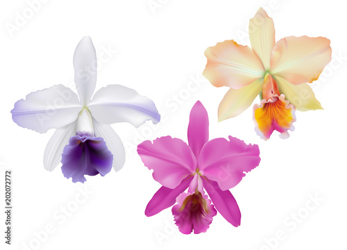 Cattleya Orchids.
Hand drawn vector illustration of tropical orchids,  on white background.
