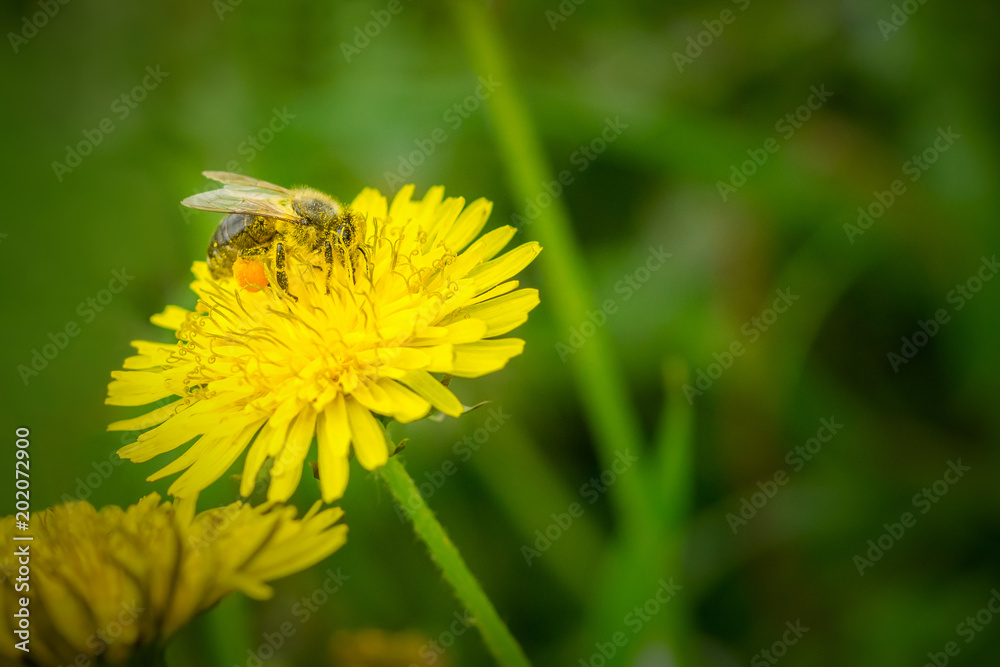 Close up macro of bee collecting pollen on blooming yellow dandelion flower (Taraxacum officinale). Detail of bright dandelion in meadow at springtime Close up macro of bee collecting pollen on blooming yellow dandelion flower (Taraxacum officinale). Detail of bright dandelion in meadow at springtime