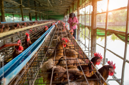 Farm raised chickens for eggs
