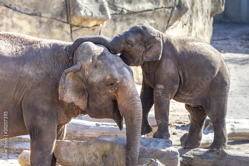 Elefantenbaby legt zärtlich den Rüssel um Mutter