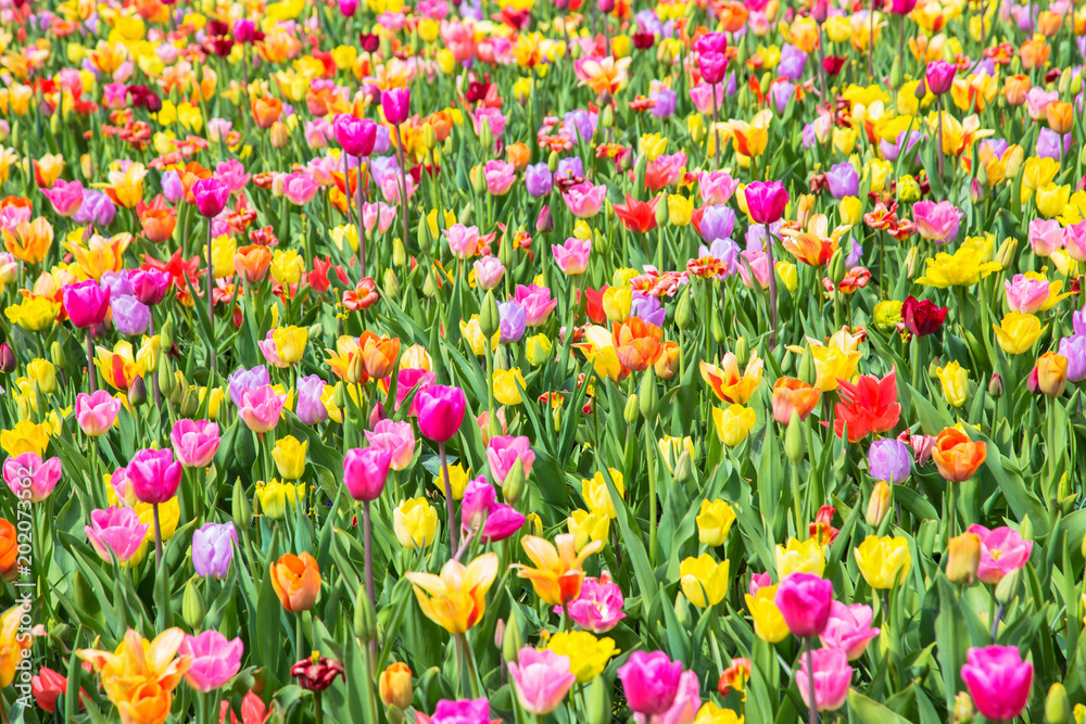 Colorful tulip flower field. Multicolored bright tulips flowers. Typical Dutch landscape. Spring in the Netherlands.
