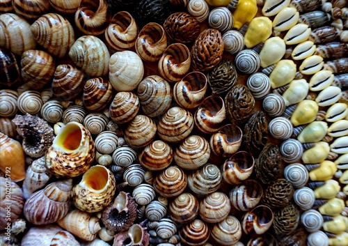 Φωτογραφία Seashells lined in rows. A piece of the sea brought home.