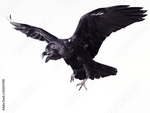 Close-up black raven on white background photo