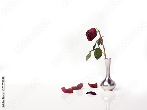 Single red rose in vase on white background