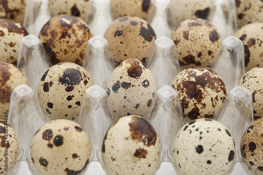 quail eggs in a plastic tray on a white background quail eggs in a plastic tray on a white background