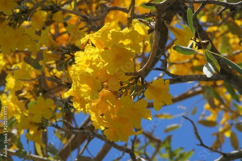 Yellow Golden Tabebuia Tree Blossoms in Front of Blue Sky in April in Florida