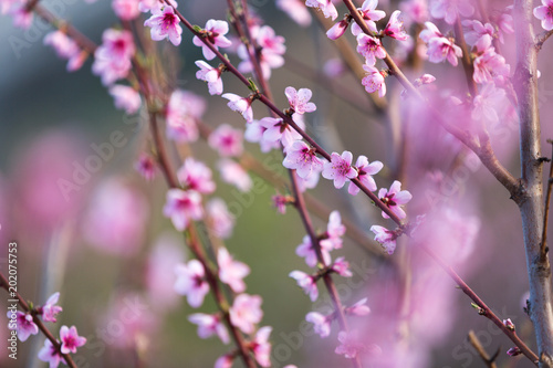 Pink spring flower