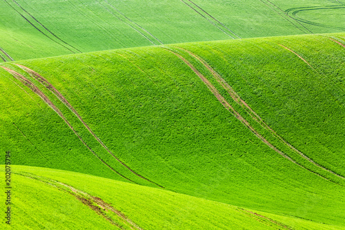 Rural spring agriculture texture background. Green waves hills in South Moravia, Czech Republic. Green fields landscape.