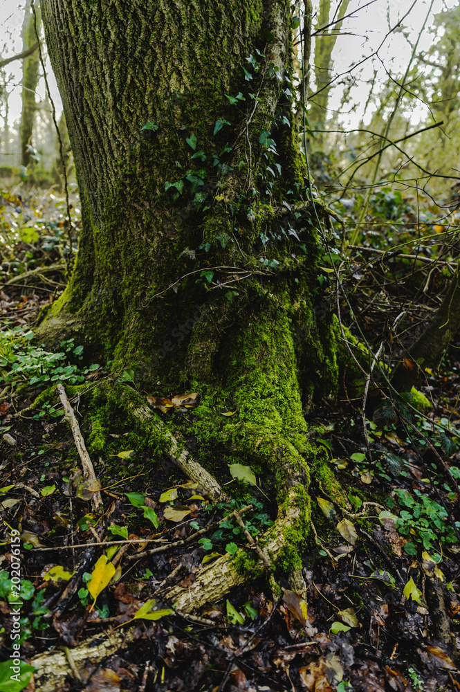 Obraz premium Tree root -natural wiev - outdoor park