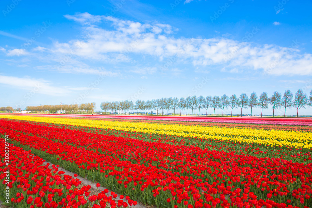 Colorful tulip flower field. Multicolored bright tulips flowers.