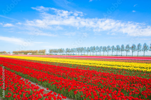 Colorful tulip flower field. Multicolored bright tulips flowers.