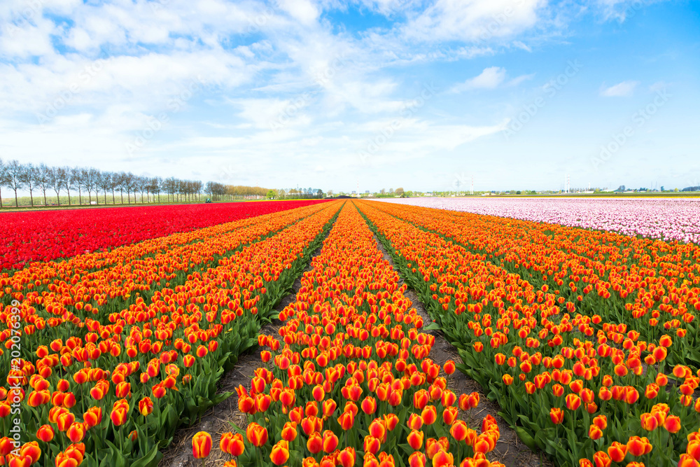 Field of orange tulips flowers.