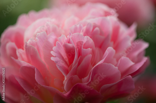 Pink peony in the garden, blur, close-up, background.