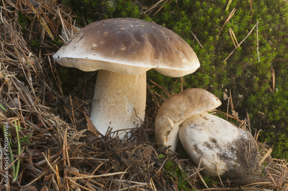 Fototapeta premium Mushroom, Boletus Edulis