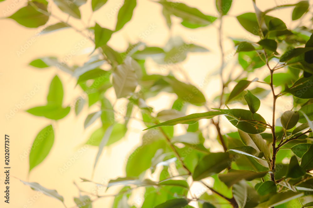 Fototapeta premium green plants in the sunlight