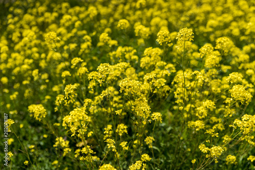 Flores amarillas en primavera