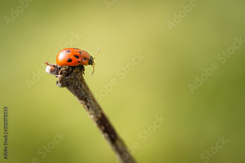 Macro photo of Ladybug on branch. Close up ladybug on branch. Spring nature scene.