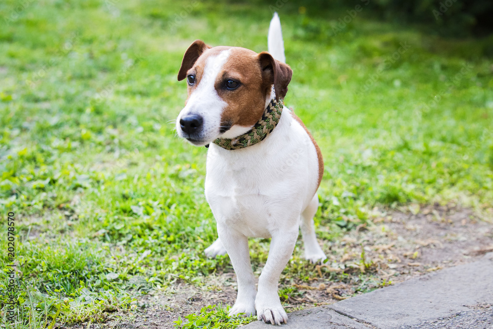 Jack Russell Terrier in the park
