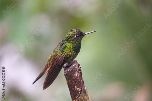 Buff-tailed coronet perched on branch in Andean cloud forest.