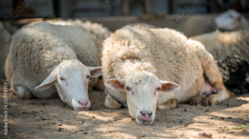 Adorable Sheep Sleeping © Aris Suwanmalee