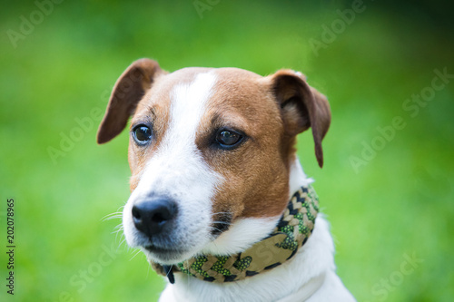 Jack Russell Terrier in the park 