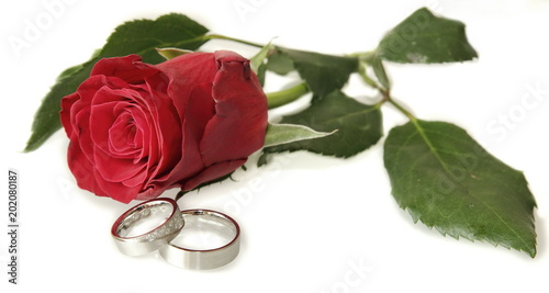 Eheringe mit roter Rose auf weißem Hintergrund