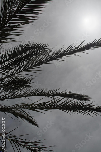 Palm leaves silhouette against gray overcast sky