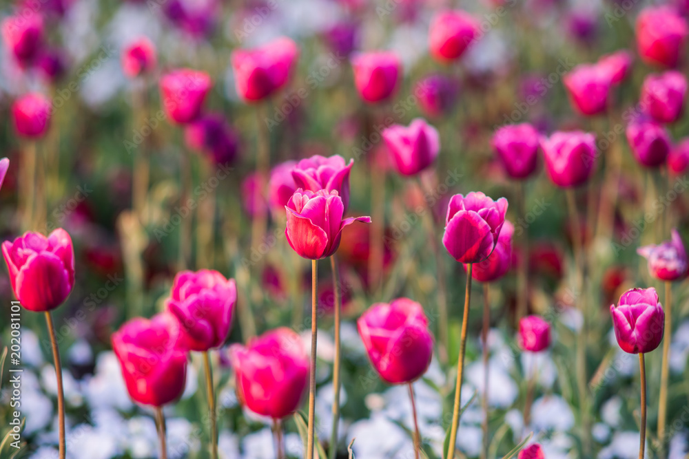Pink and red spring flower tulip field